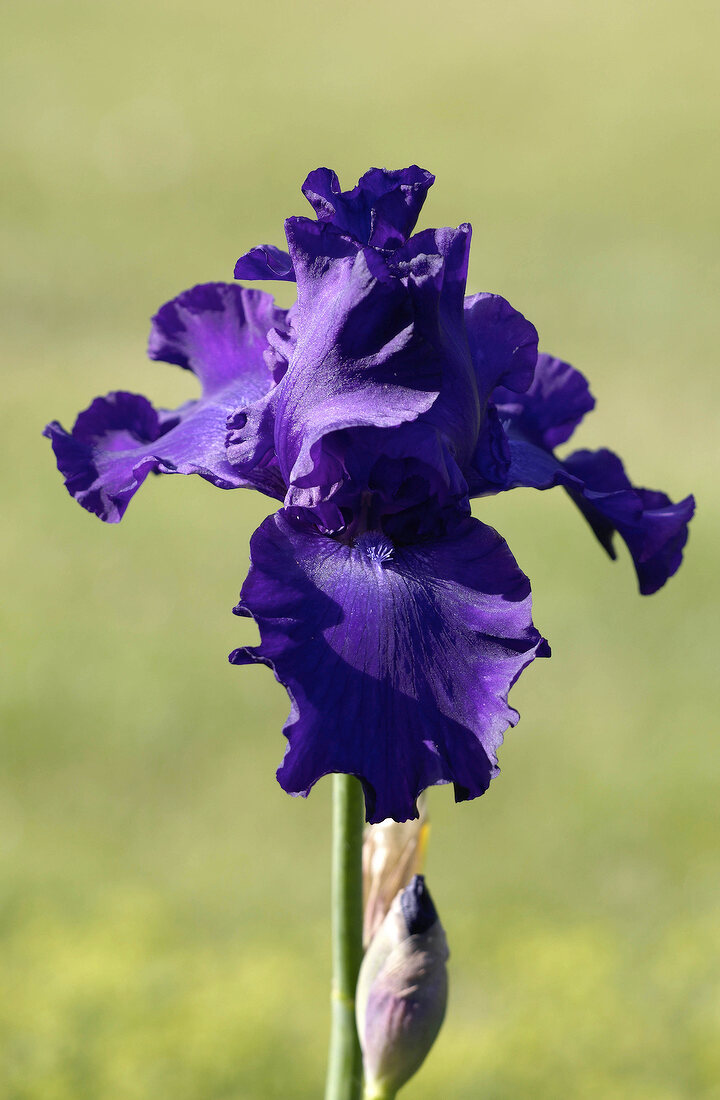 Close-up purple iris