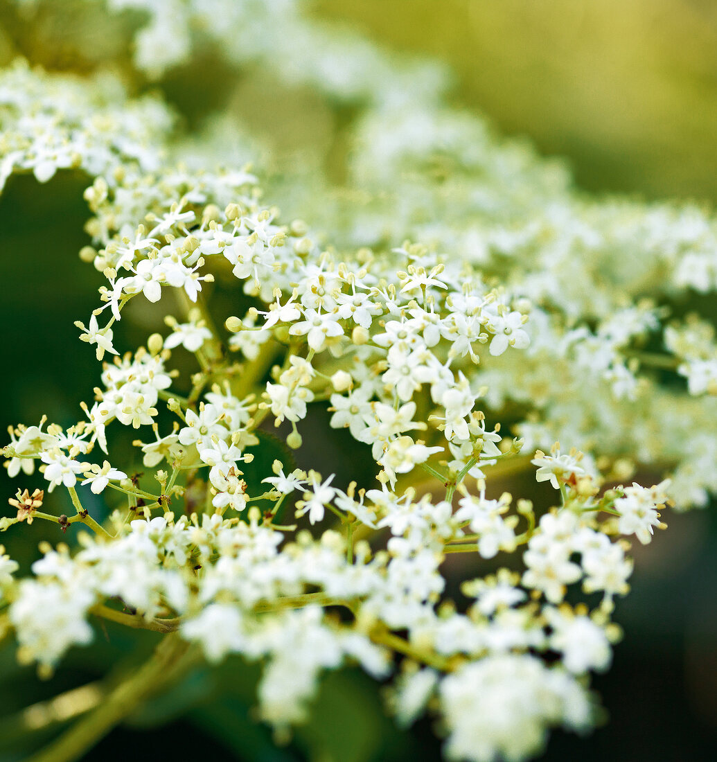 Gartenküche, Holunderblüten