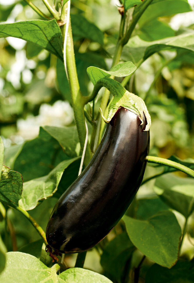 Close-up of eggplant in garden