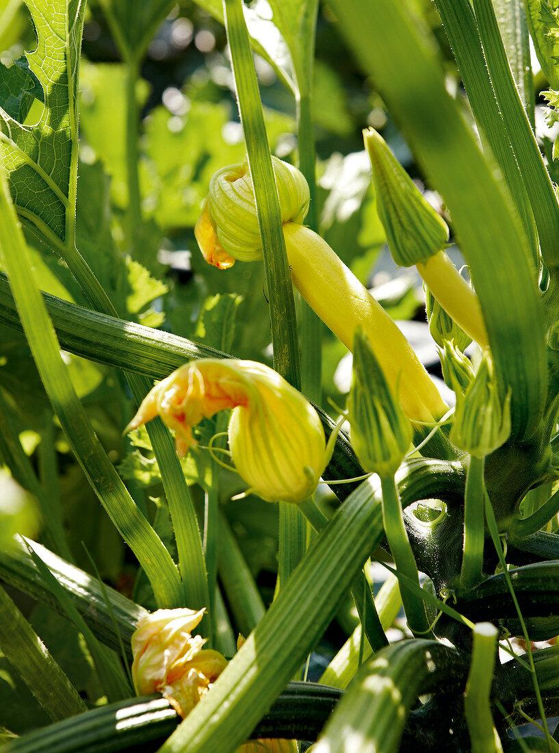 Gartenküche, Zucchiniplanze mit Früchten und Blüten