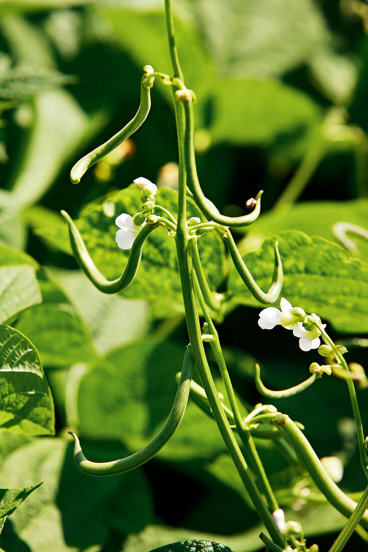 Gartenküche, Buschbohnen mit Blüten