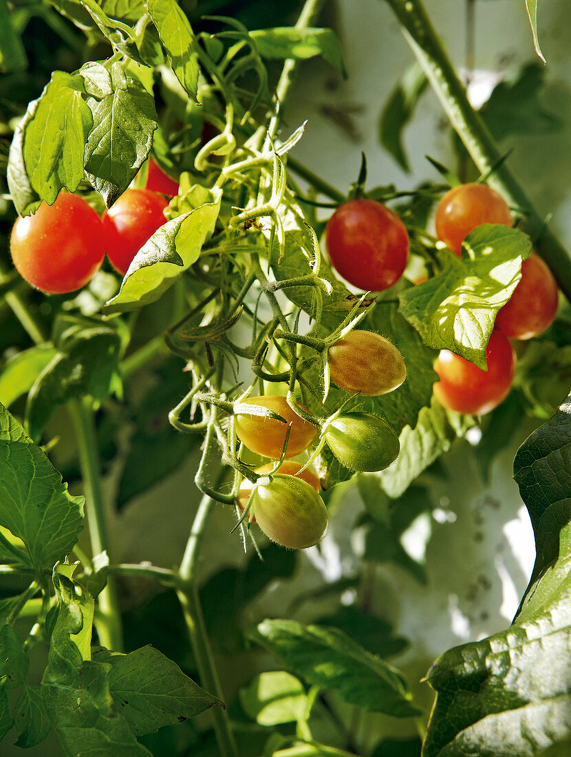 Gartenküche, Tomaten am am Strauch