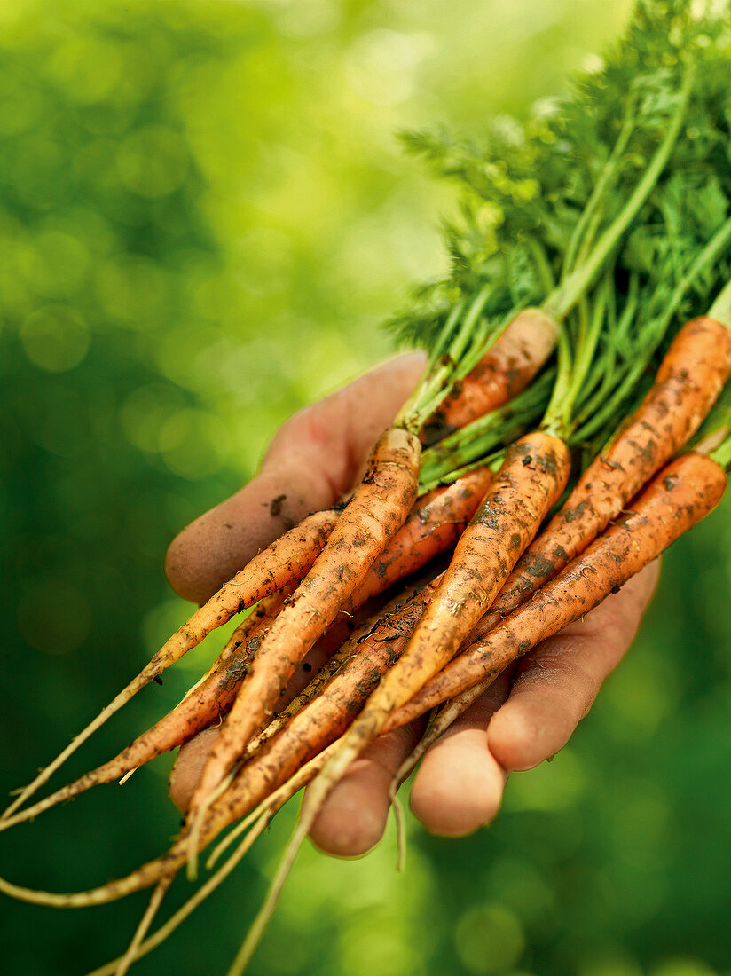 Gartenküche, Frisch geerntete Möhren werden in der Hand gehalten