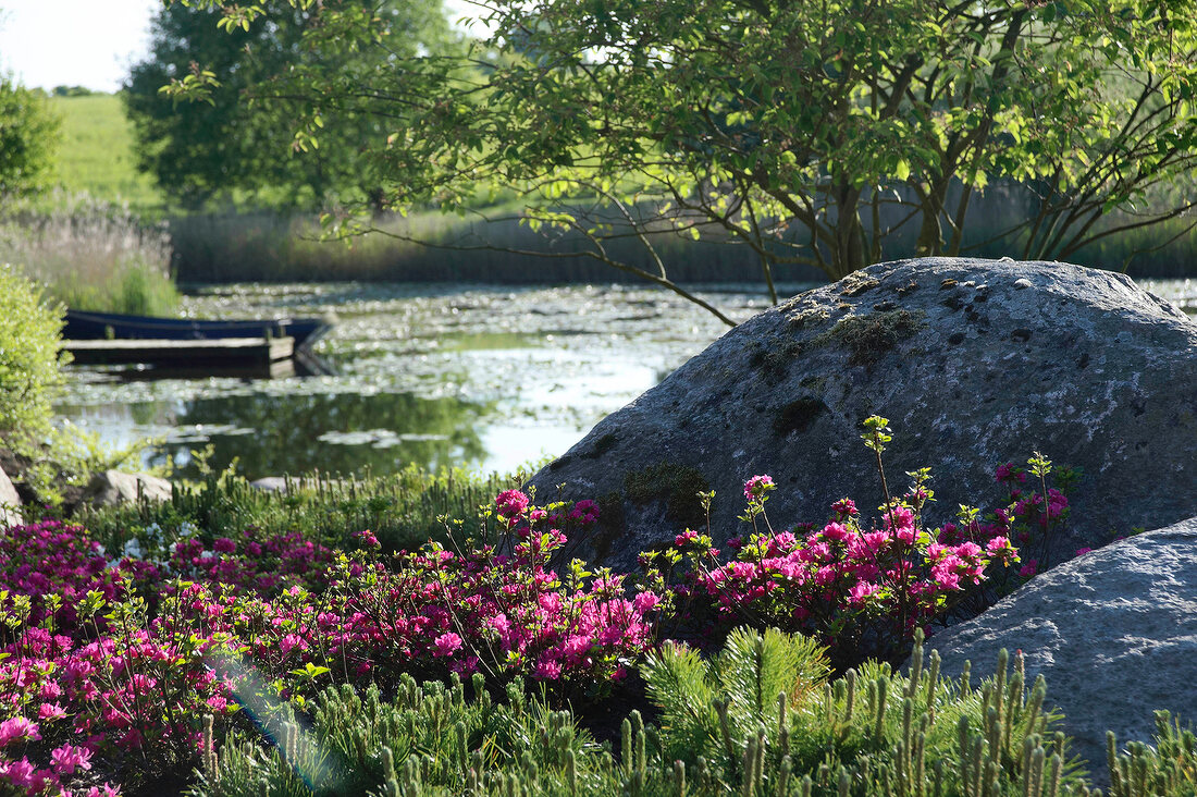 kleiner See, Steine, Rhododendron X 
