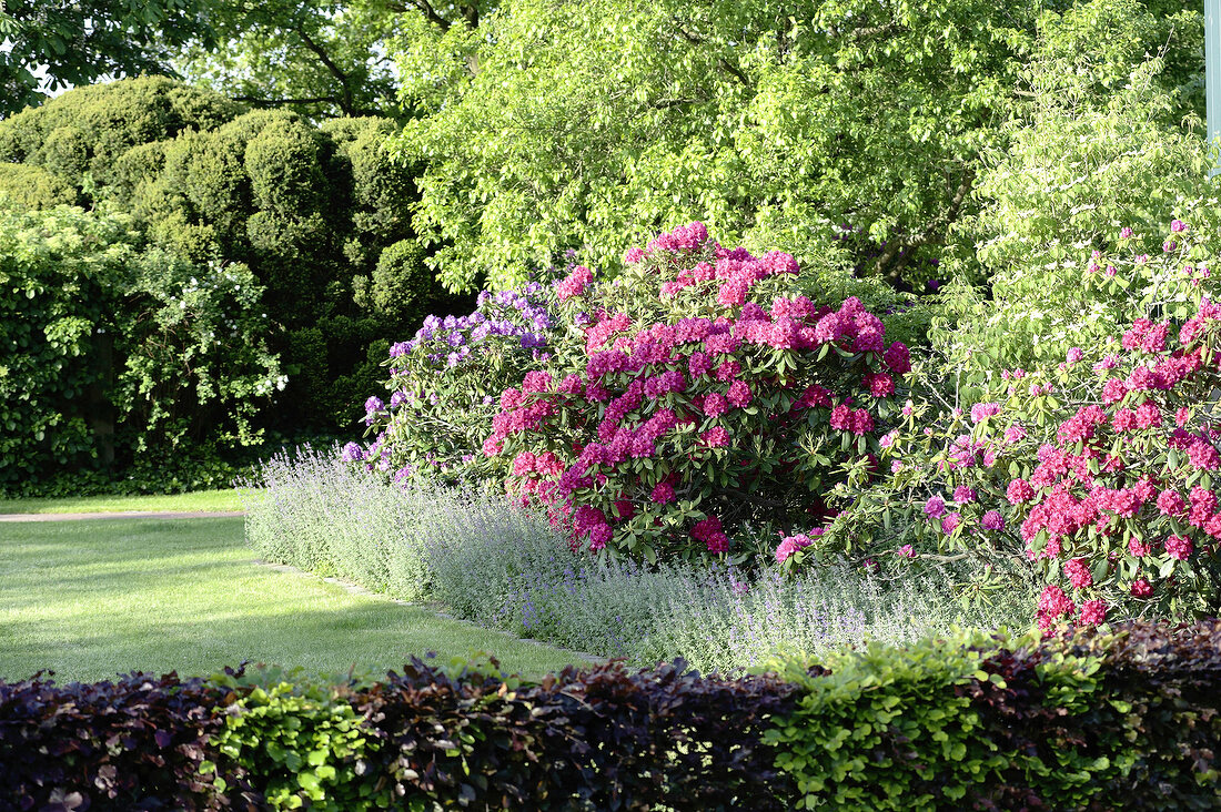 Beet mit Rhododendronbüschen und Lavendel, Rasen