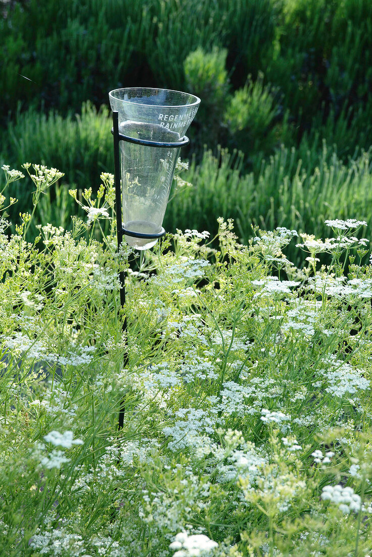 Measuring cup for rainwater with wild carrot in garden