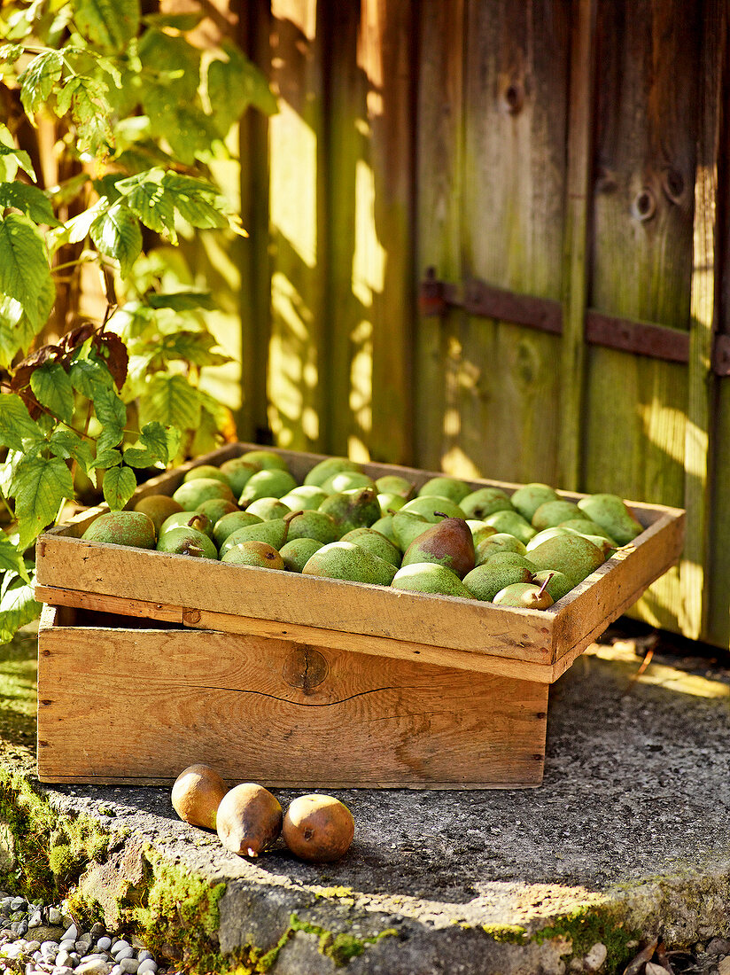 Gartenküche, Kiste mit Birnen