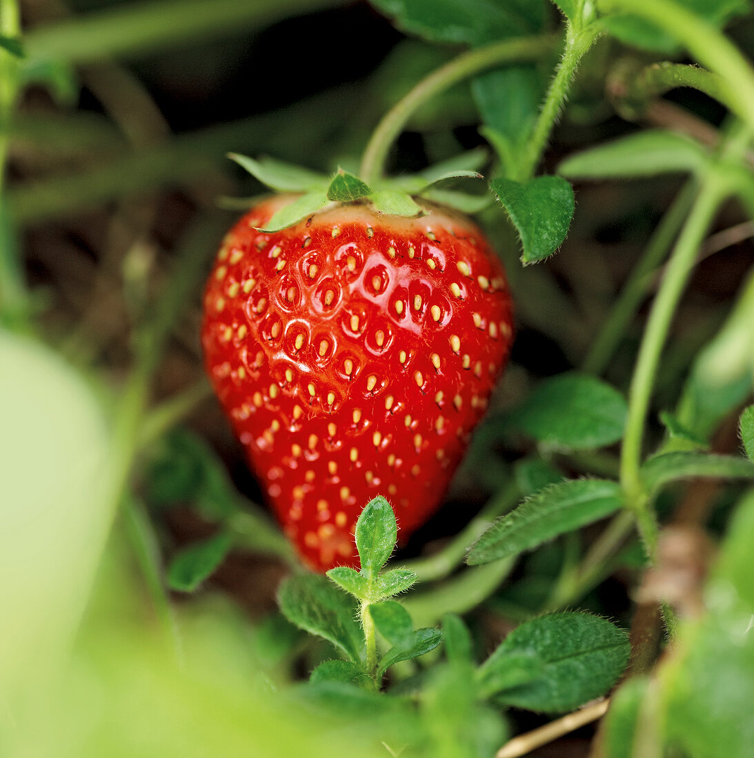 Gartenküche, Erdbeere in der Nahaufnahme