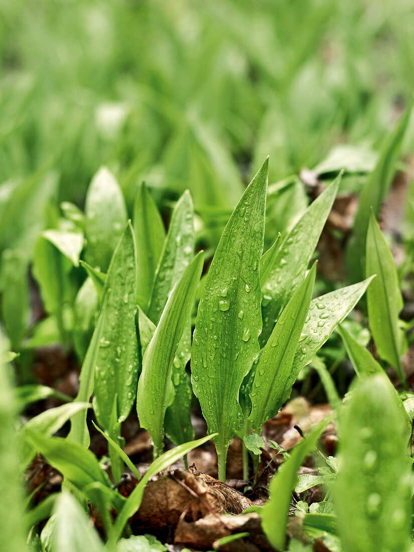 Gartenküche, Bärlauch