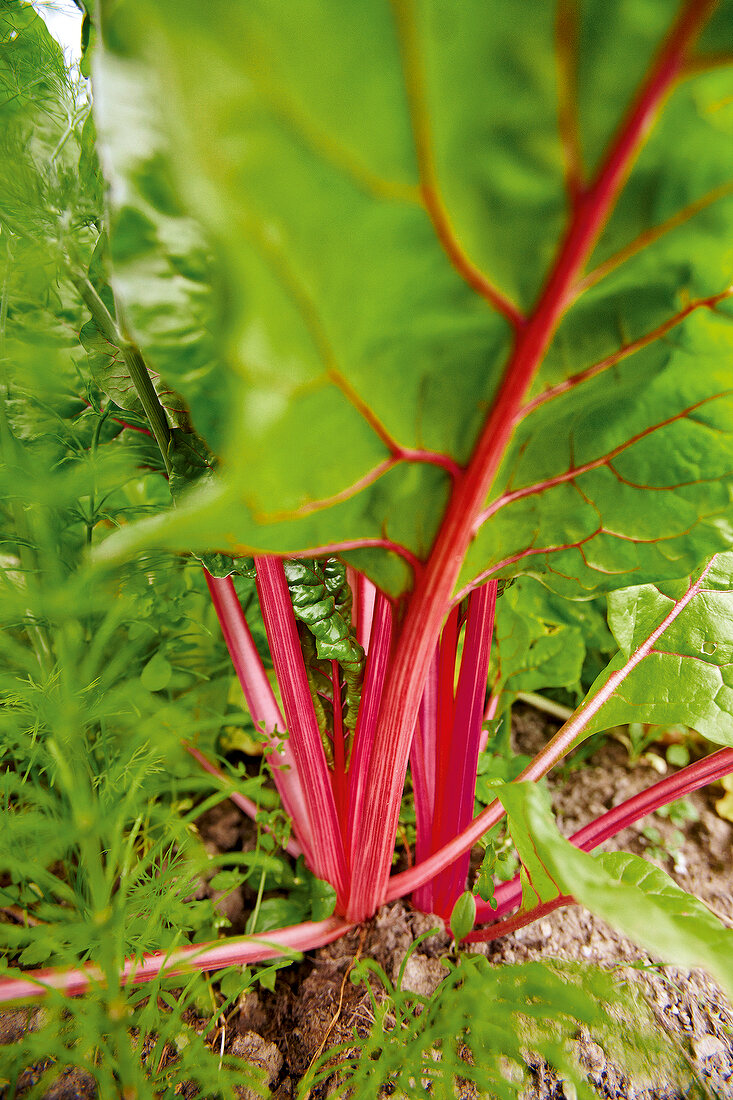 Gartenküche, Mangold