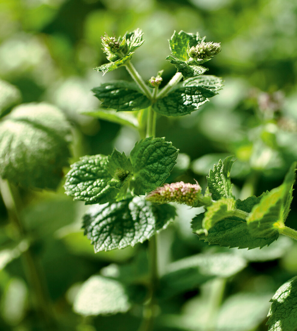 Gartenküche, Minze