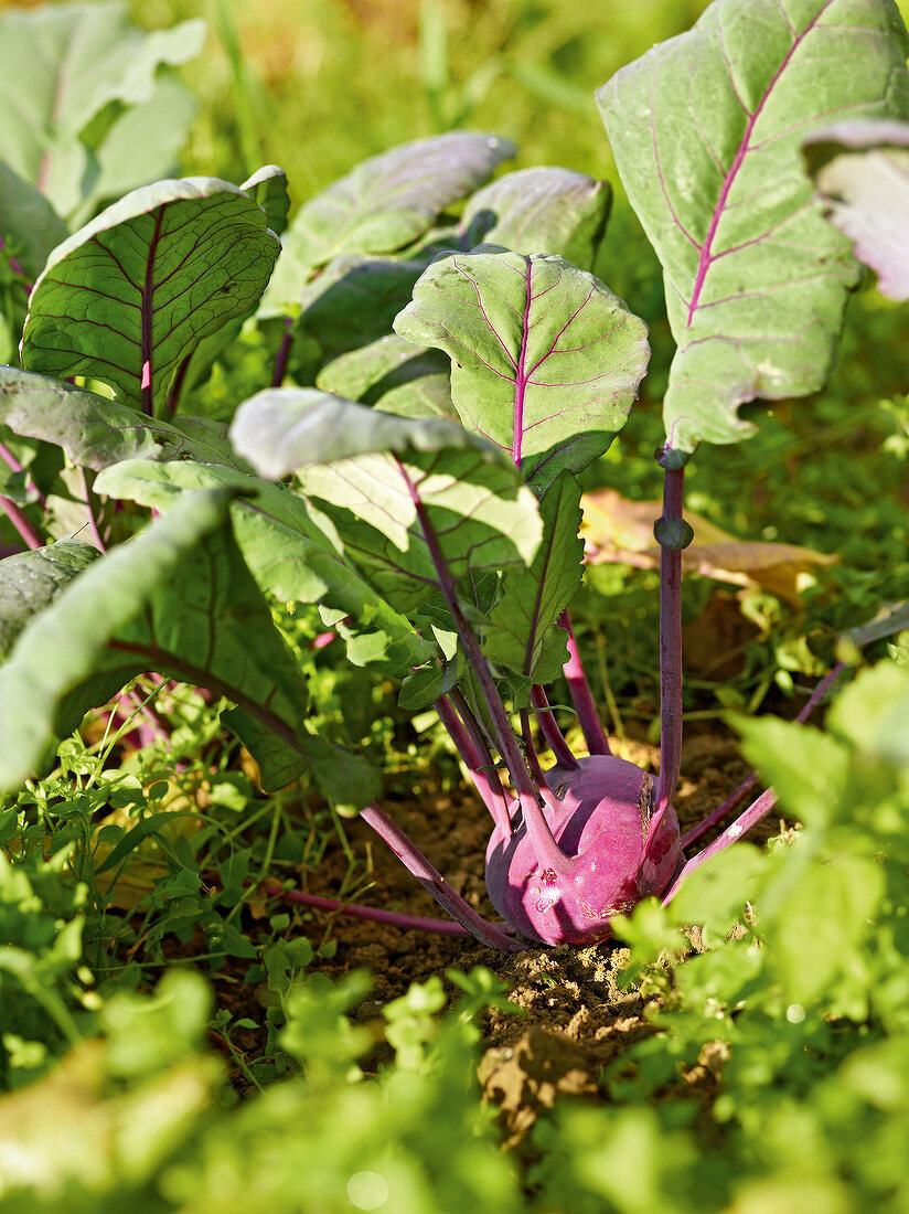 Gartenküche, Kohlrabi