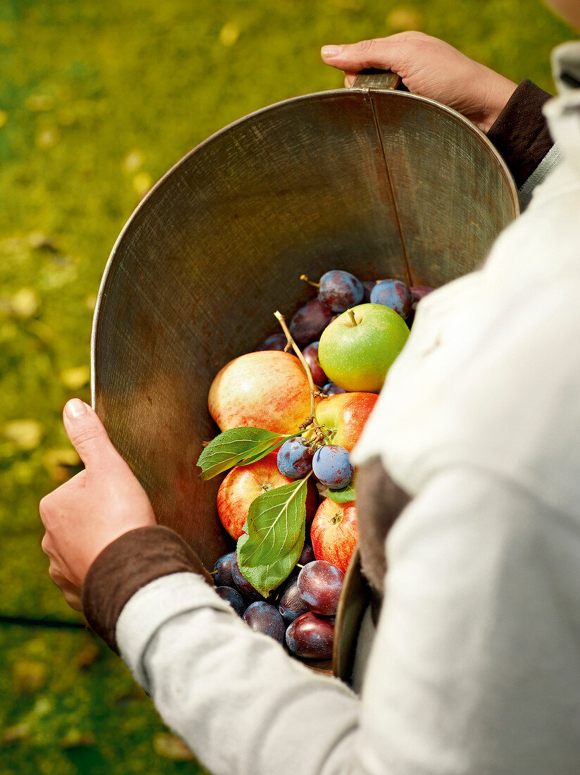 Close-up of woman holding apples and plums in bucket, garden kitchen