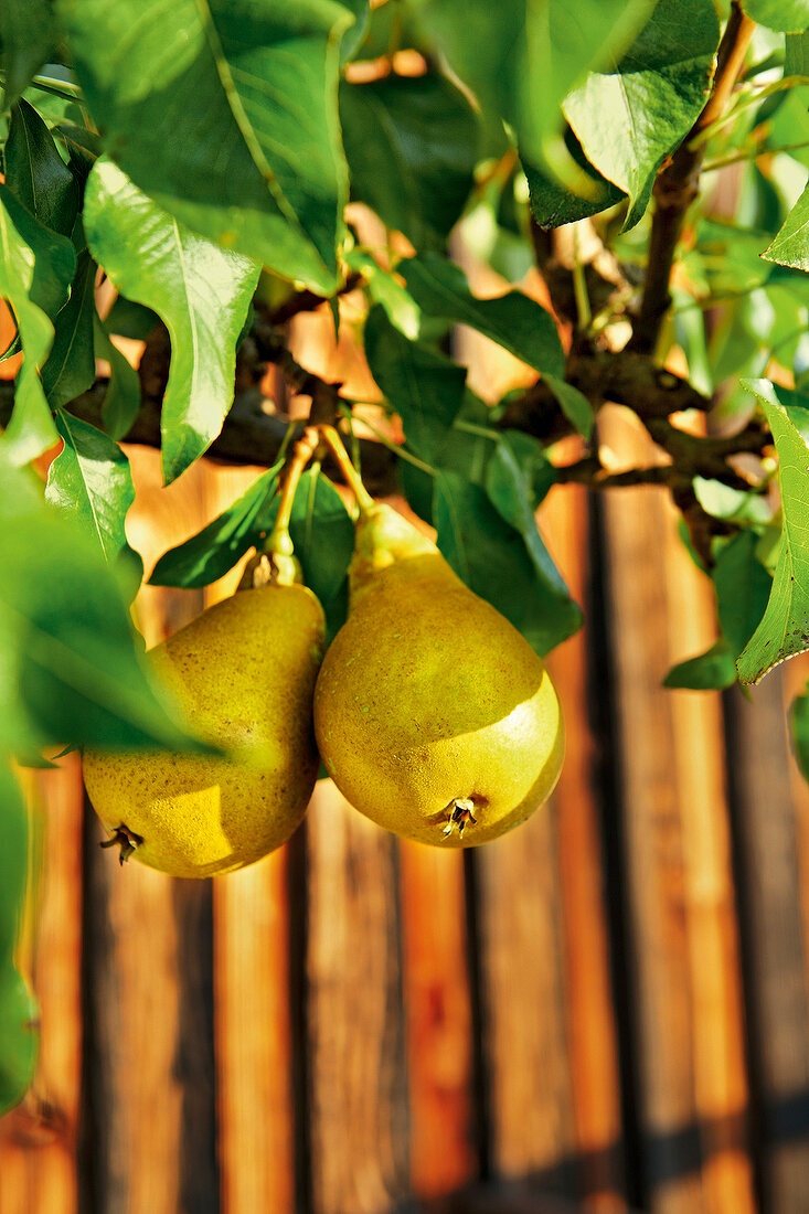 Gartenküche, Birnen am Baum