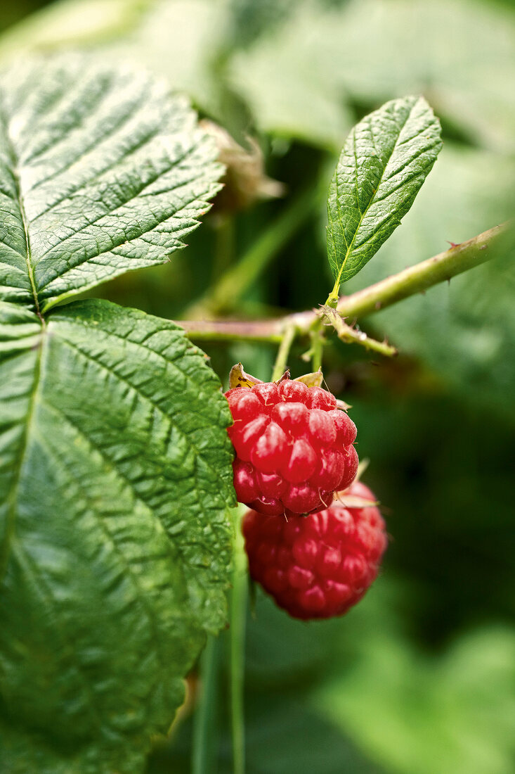 Gartenküche, Himbeeren am Strauch