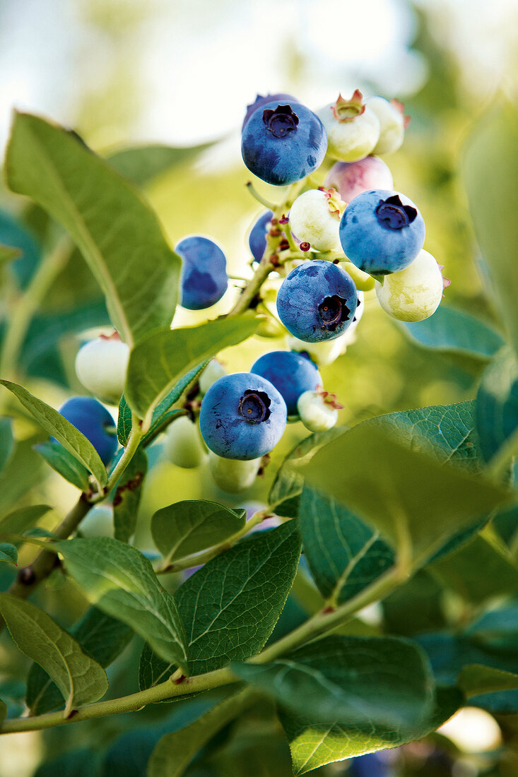 Gartenküche, Heidelbeeren am Strauch