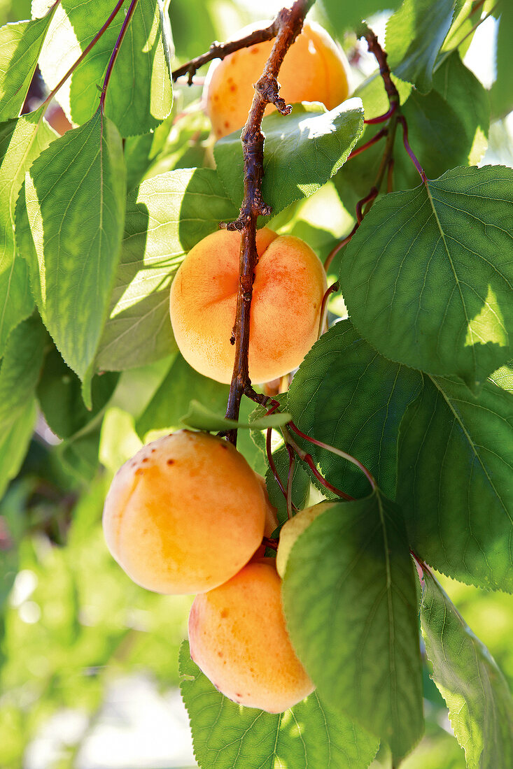 Gartenküche, Aprikosen am Baum