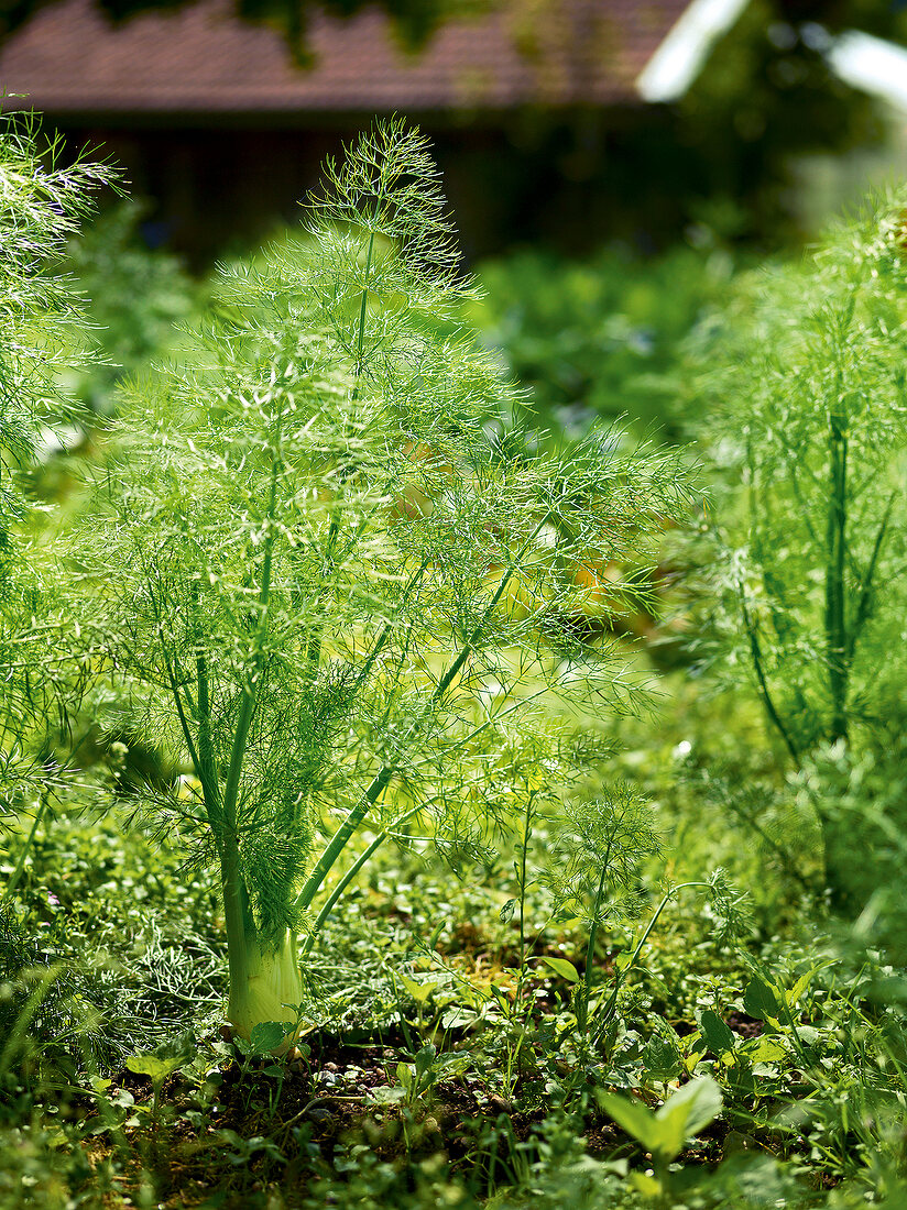 Gartenküche, Fenchelpflanzen im Gemüsebeet