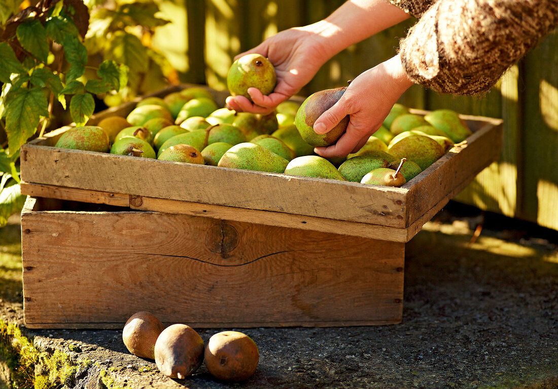 Close-up of person holding pears 