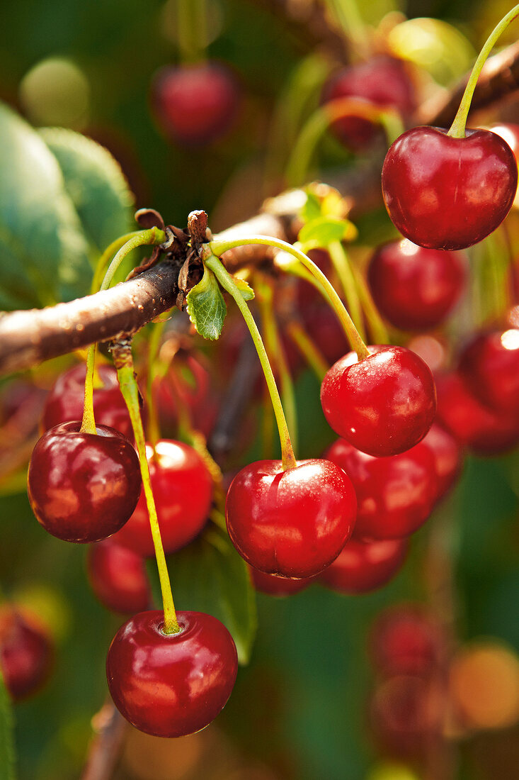 Gartenküche, Kirschen am Kirschbaum