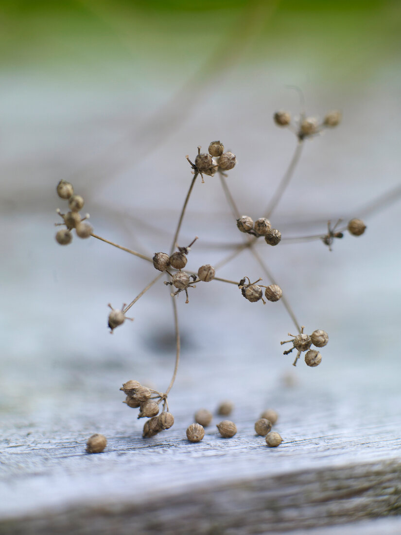 Close-up of coriander seeds