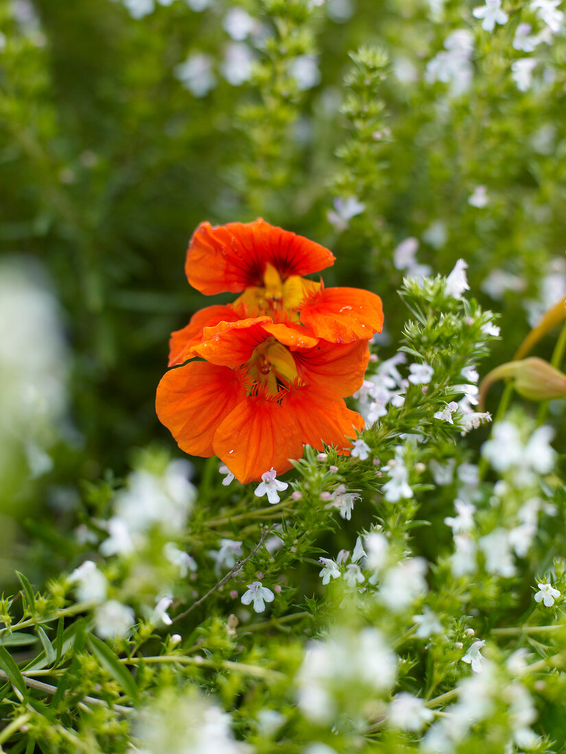 Close-up of nasturtium flowers in garden