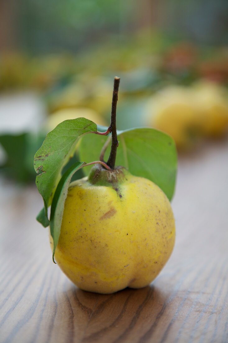 Close-up of quince
