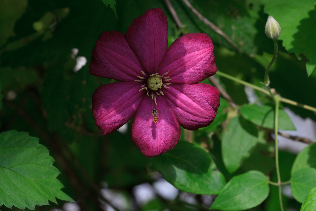Close-up of pink clematis flower
