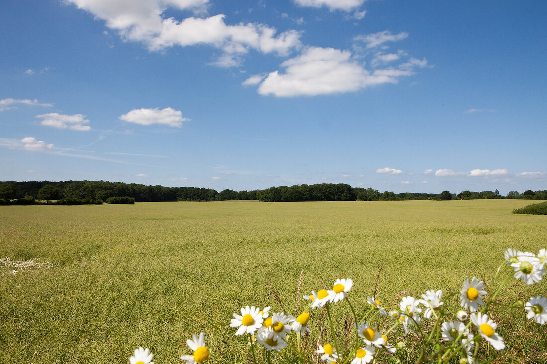 Ostseeküste: Schleswig-Holstein, Angeln, Weideland, Gänseblümchen.