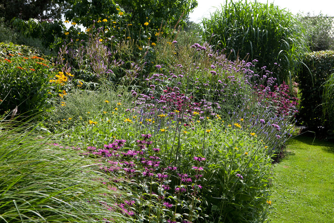 Various shrubs, perennials, flowers and grasses in garden