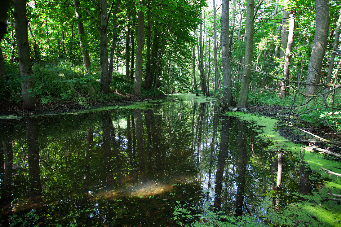 Reflection in water of trees in Lindau forest, Baltic Coast, Schleswig-Holstein