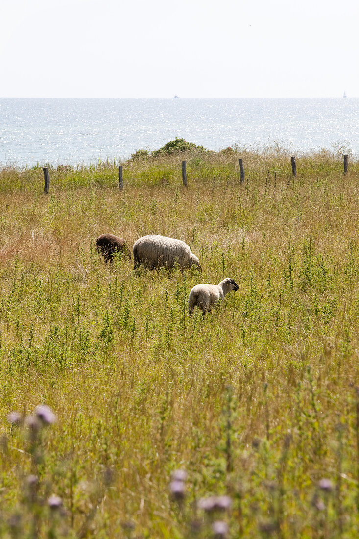 Sheep grazing in field, Baltic Coast, Schleswig-Holstein
