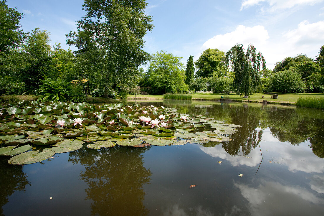 View of Habernis garden pond, Baltic Coast, Schleswig-Holstein