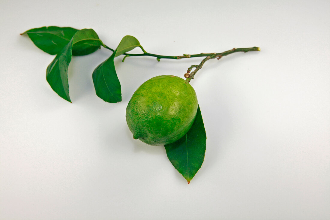 Green lime with branch on white background