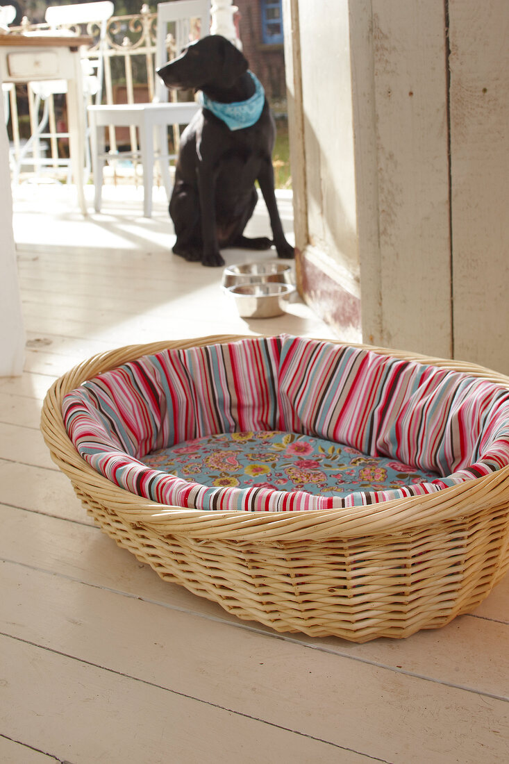 Dog basket with colourful cushions, dog in background