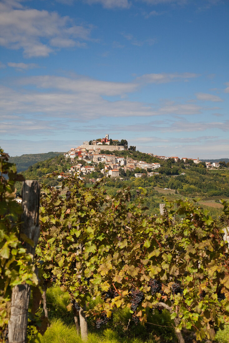 Kroatien: Dorf Motovun, Weinstock 