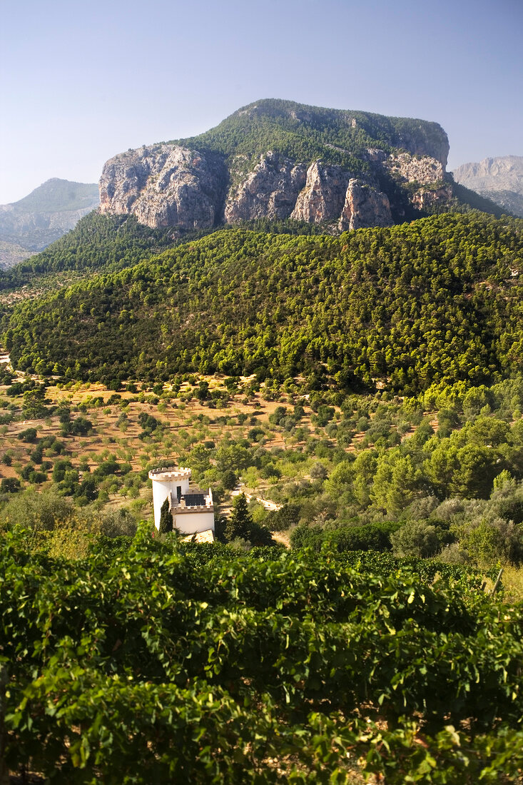 Blick vom Weingut Castell Miquel auf das Tramuntana Gebirge, Mallorca