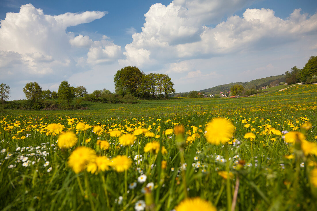 View of perennial landscape at Dopshofen, Augsburg, Bavaria, Germany 