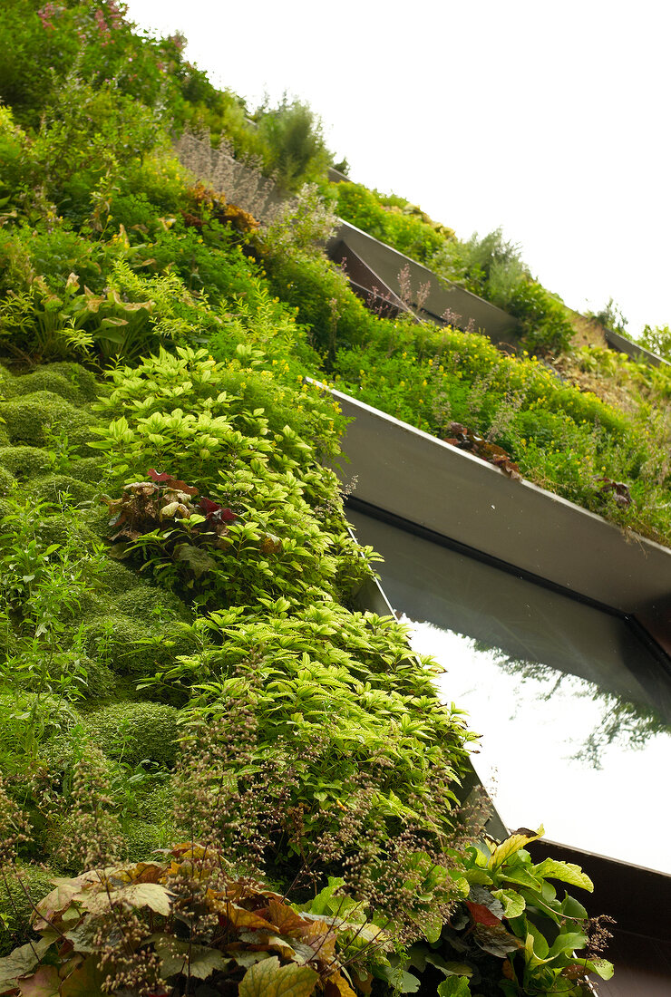 Low angle view of exterior of house covered with overgrown plants in Paris, France