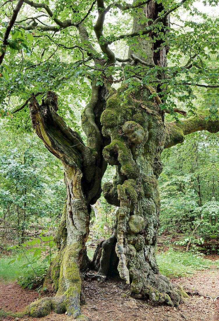 Hutebaum in basement Forest, Albertshausen, Hesse, Germany