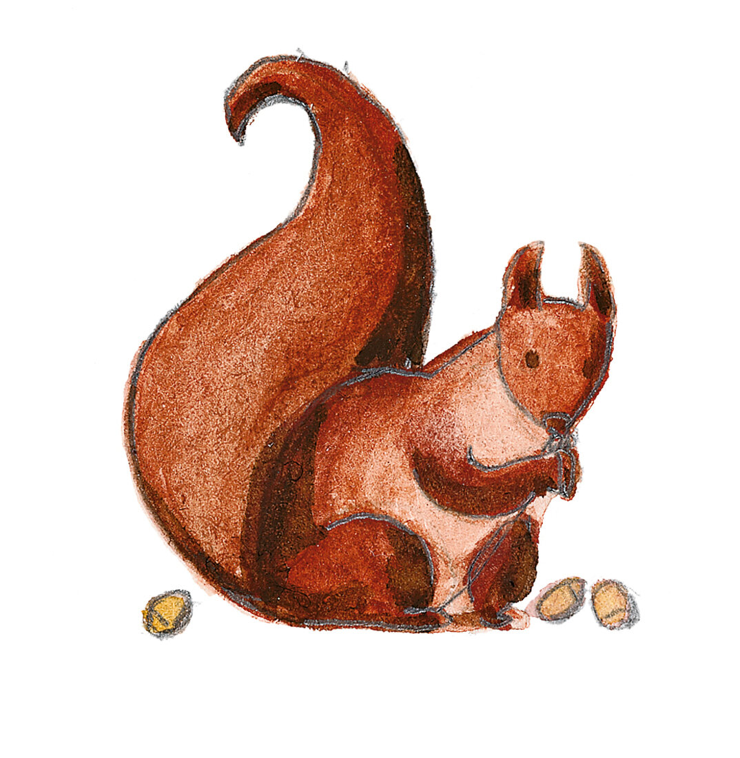 Illustration, Eichhörnchen 