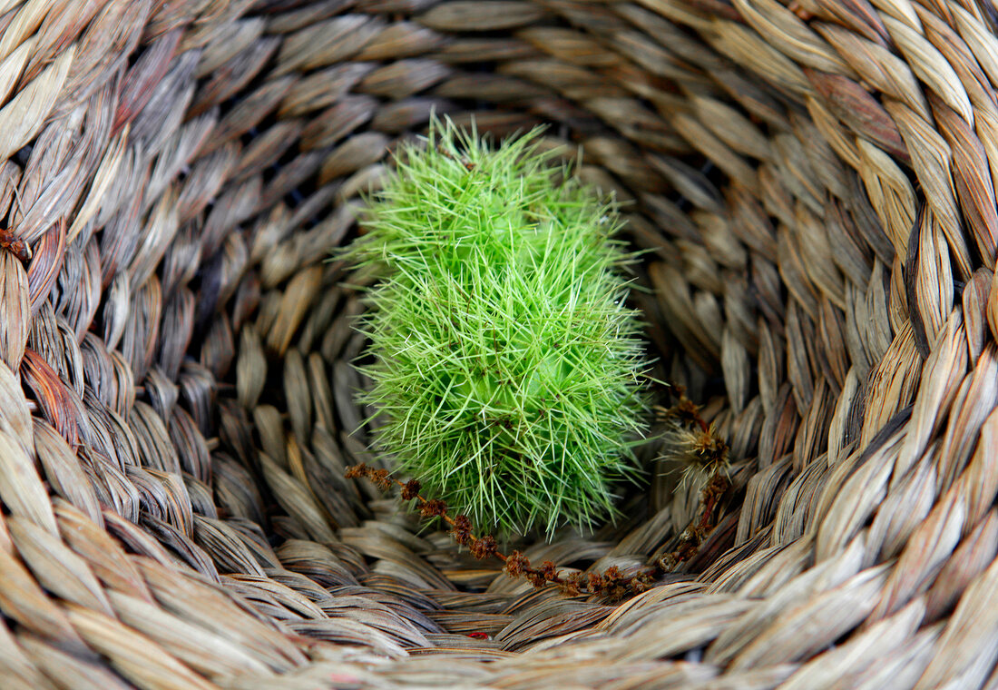 Close-up of marone in basket