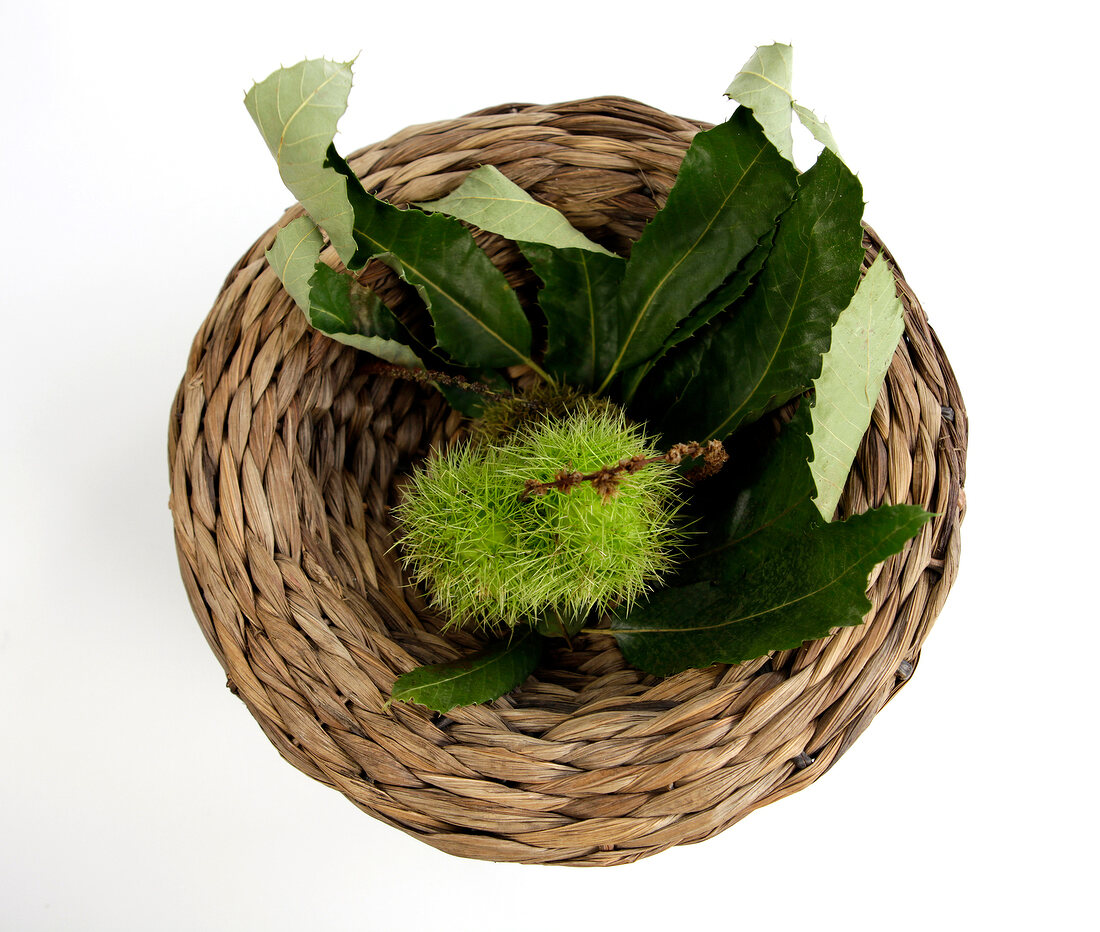 Marone with leaf in basket on white background