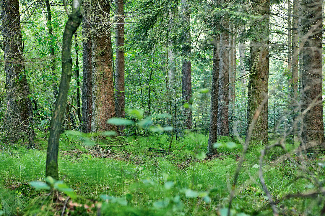 Greenery and trees in forest
