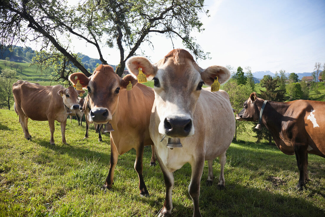 Schweiz, Luzern, Entlebuch, Ebnet Gutshof Schintbühl, Jerseykühe