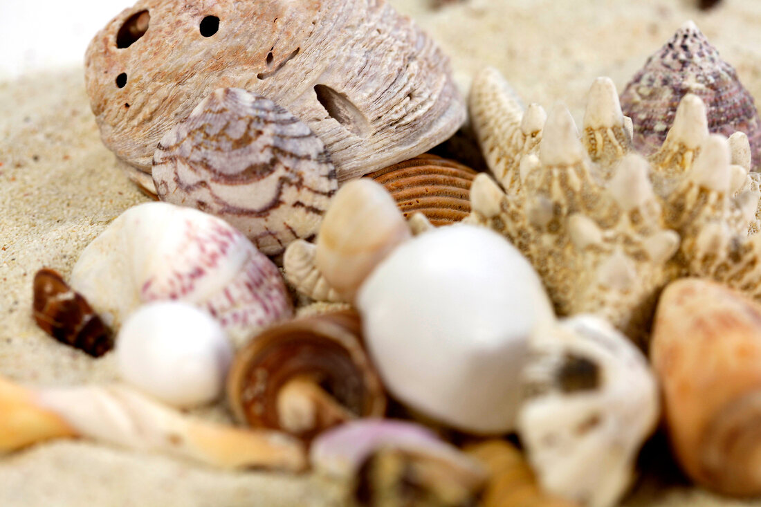 Close-up of different shells on sand