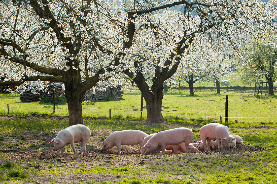Pigs grazing in field, Wendershausen, Hesse, Germany