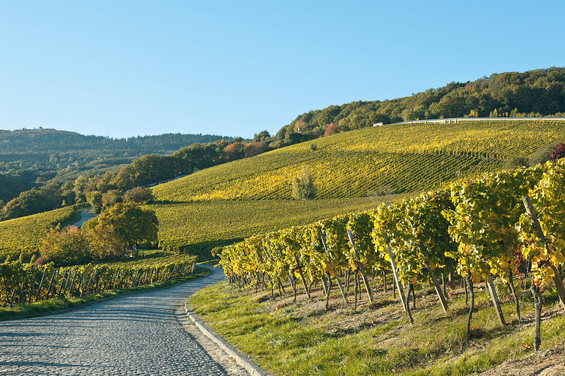 View of vineyard in Germany, Rheingau, Eltville, Kloster Eberbach