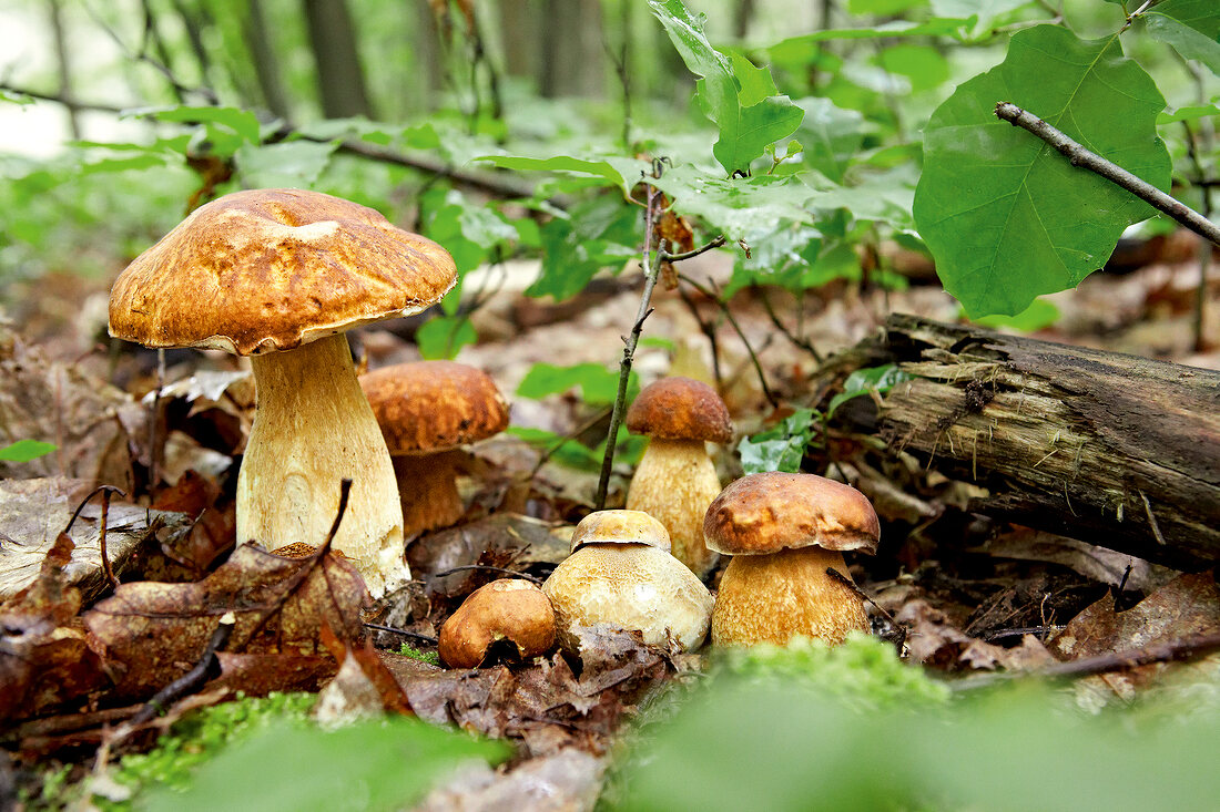 Pilze, Steinpilze im Wald