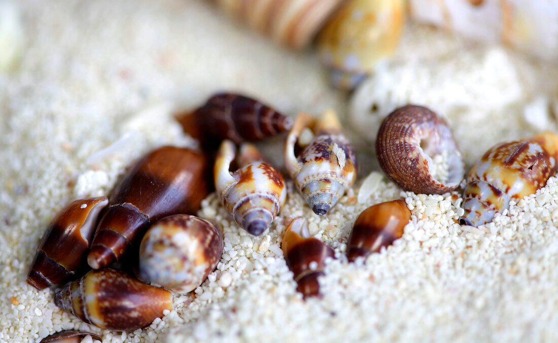 Various types of seashells on sand